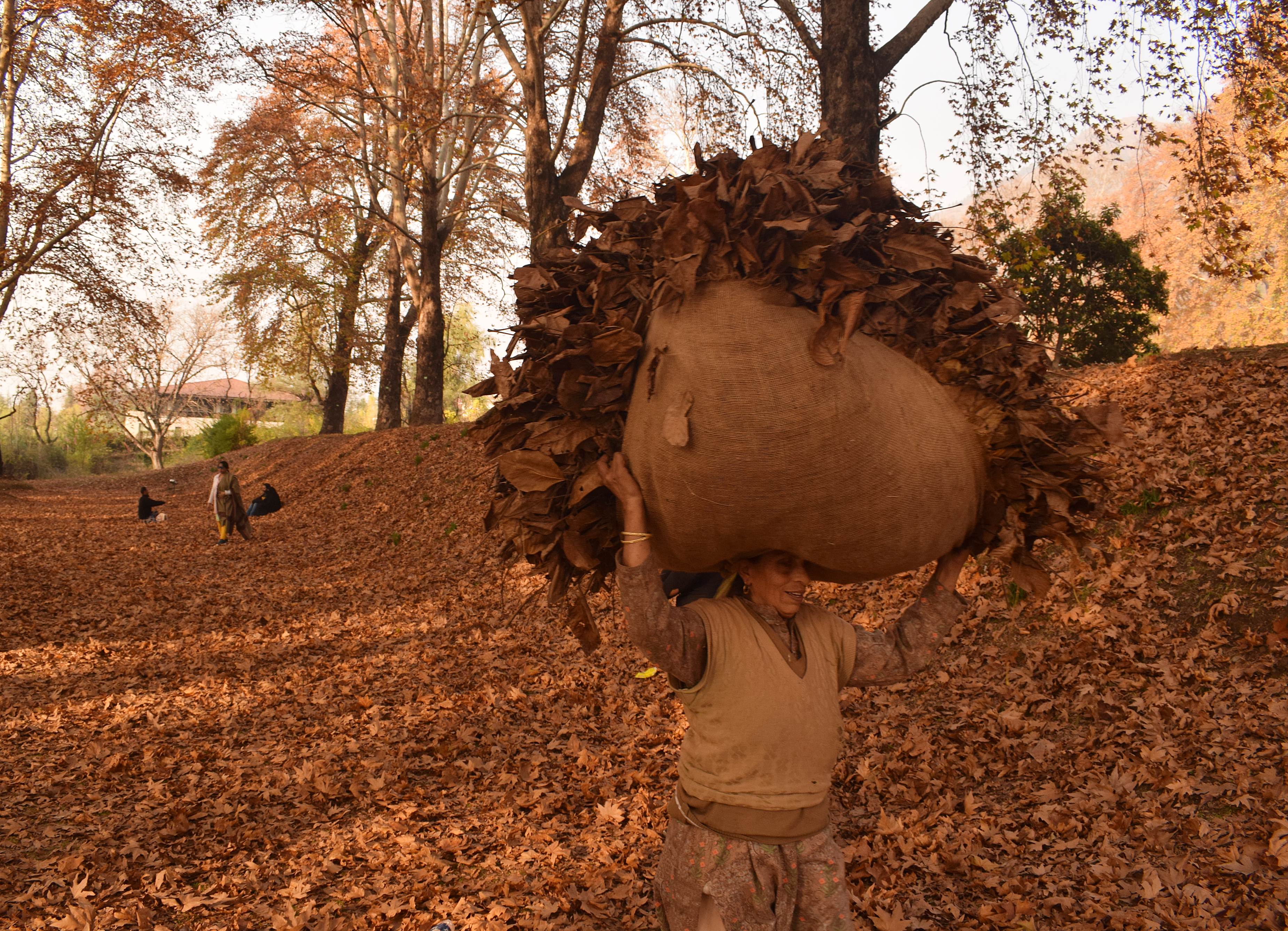A Kashmiri woman carries a bundle of dried Chinar leaves for turning into charcoaling